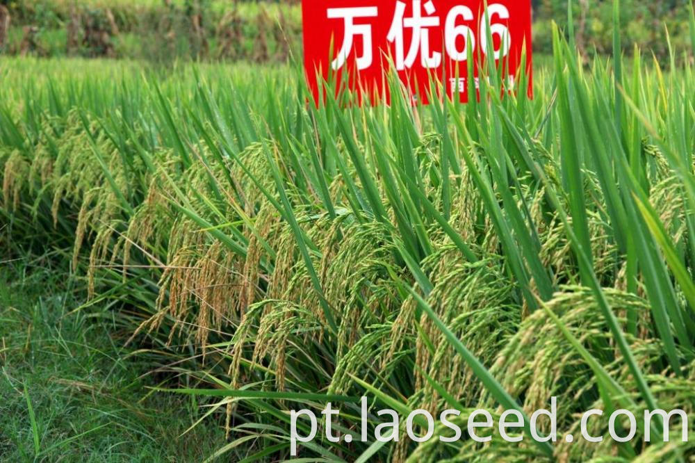 paddy seed price